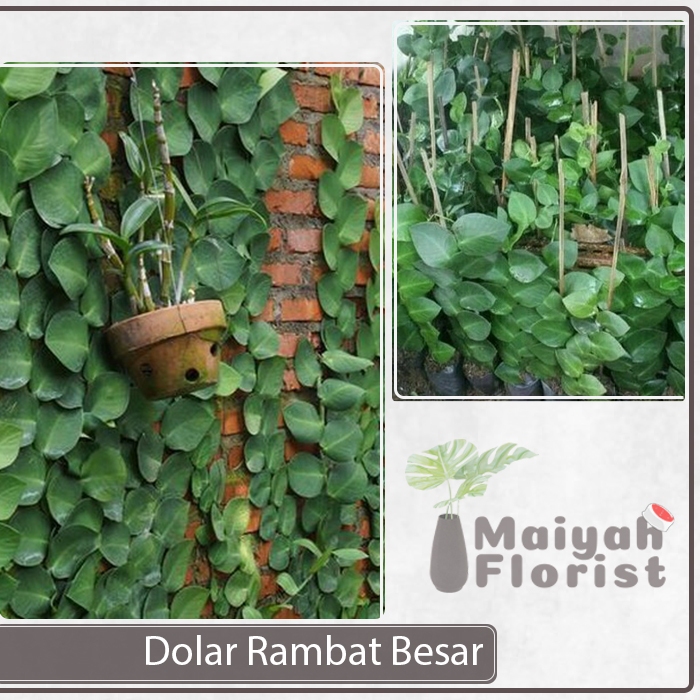 Tanaman Hias Dolar Rambat Besar - Flexi - Giant Dollar - Ficus Pumila