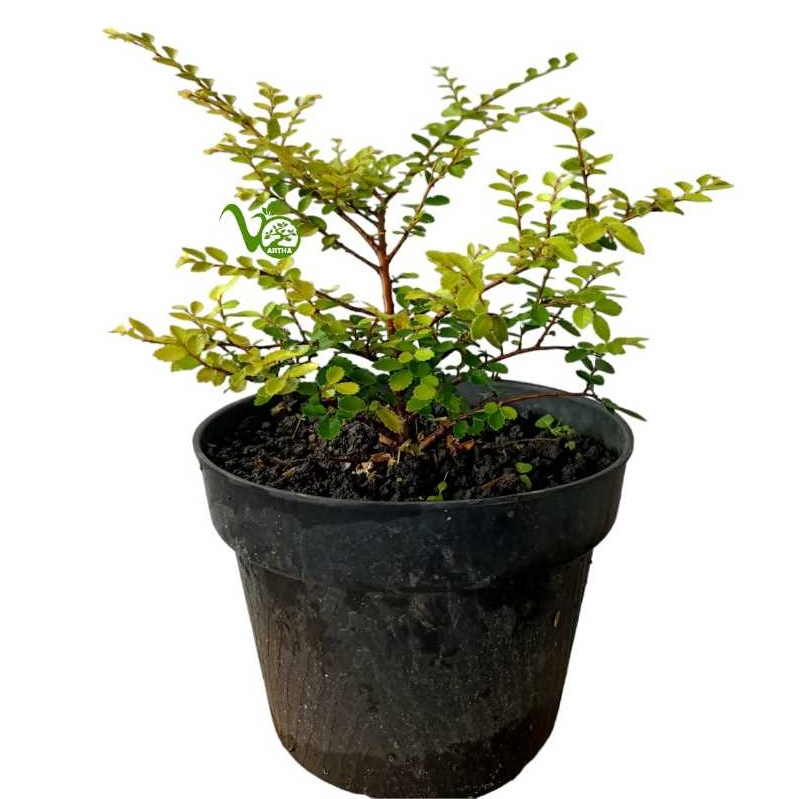 Bibit bahan bonsai Ulmus golden (Ulmus lancaefolia)