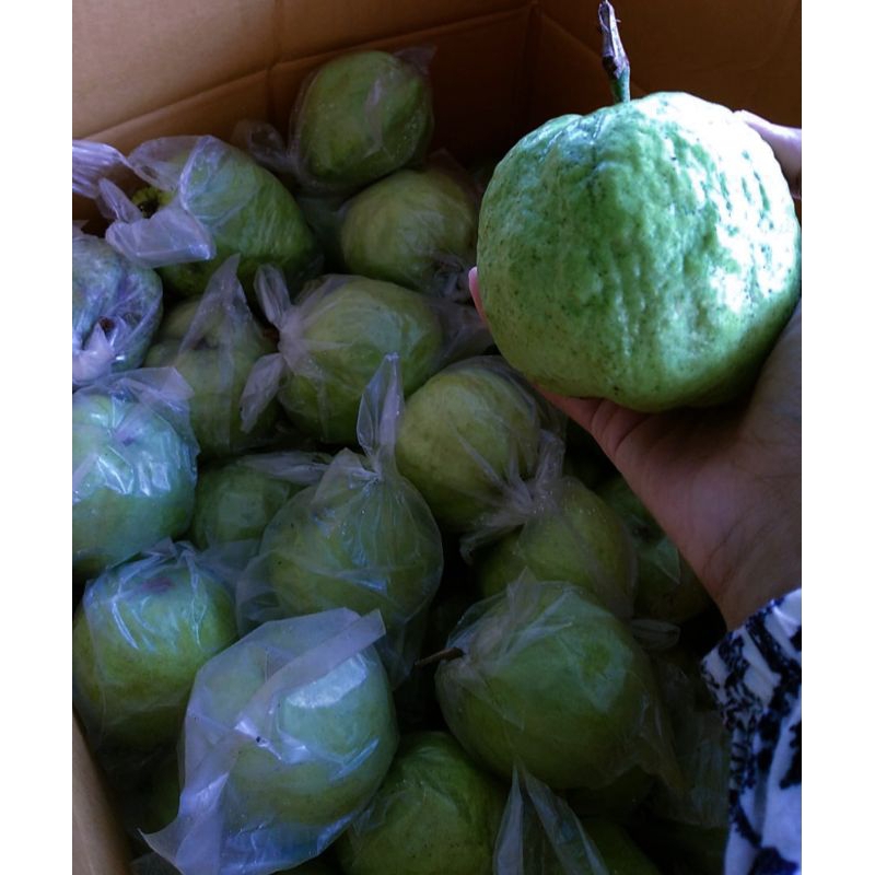 

jual jambu kristal murah