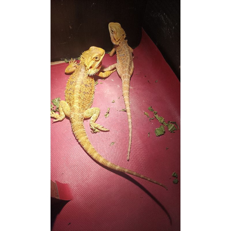 Mainan_Bearded_Dragon