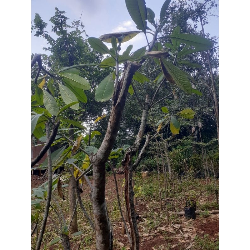 pohon kamboja bunga kuning batang besar