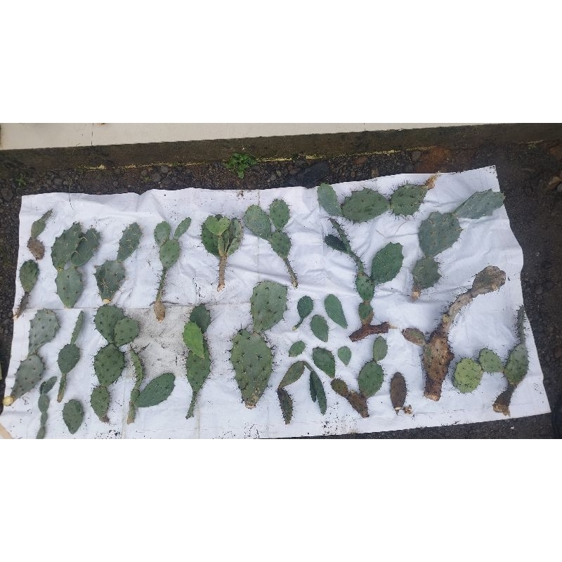 kaktus opuntia golden prick centong berduri