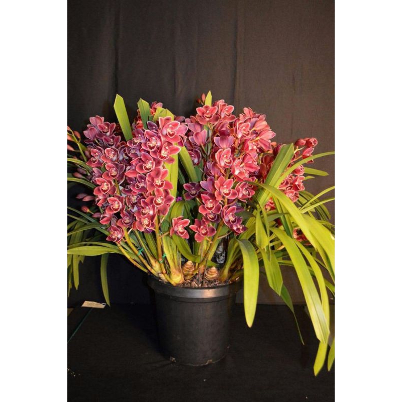 Anggrek Cymbidium Ensifolium