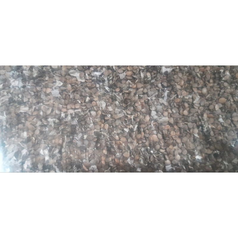 

biji benih belimbing sayur