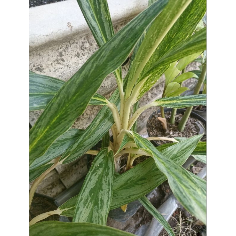 Aglaonema Bambu