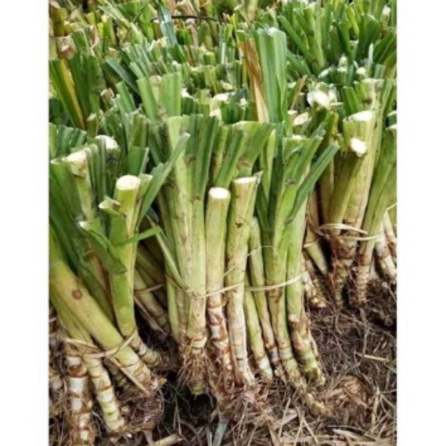 BIBIT RUMPUT ODOT PAKAN TERNAK SAPI KAMBING DOMBA