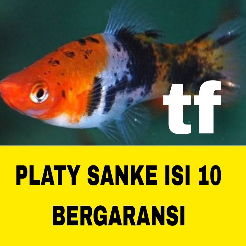 IKAN HIAS PLATY SANKE ISI 10 BERGARANSI