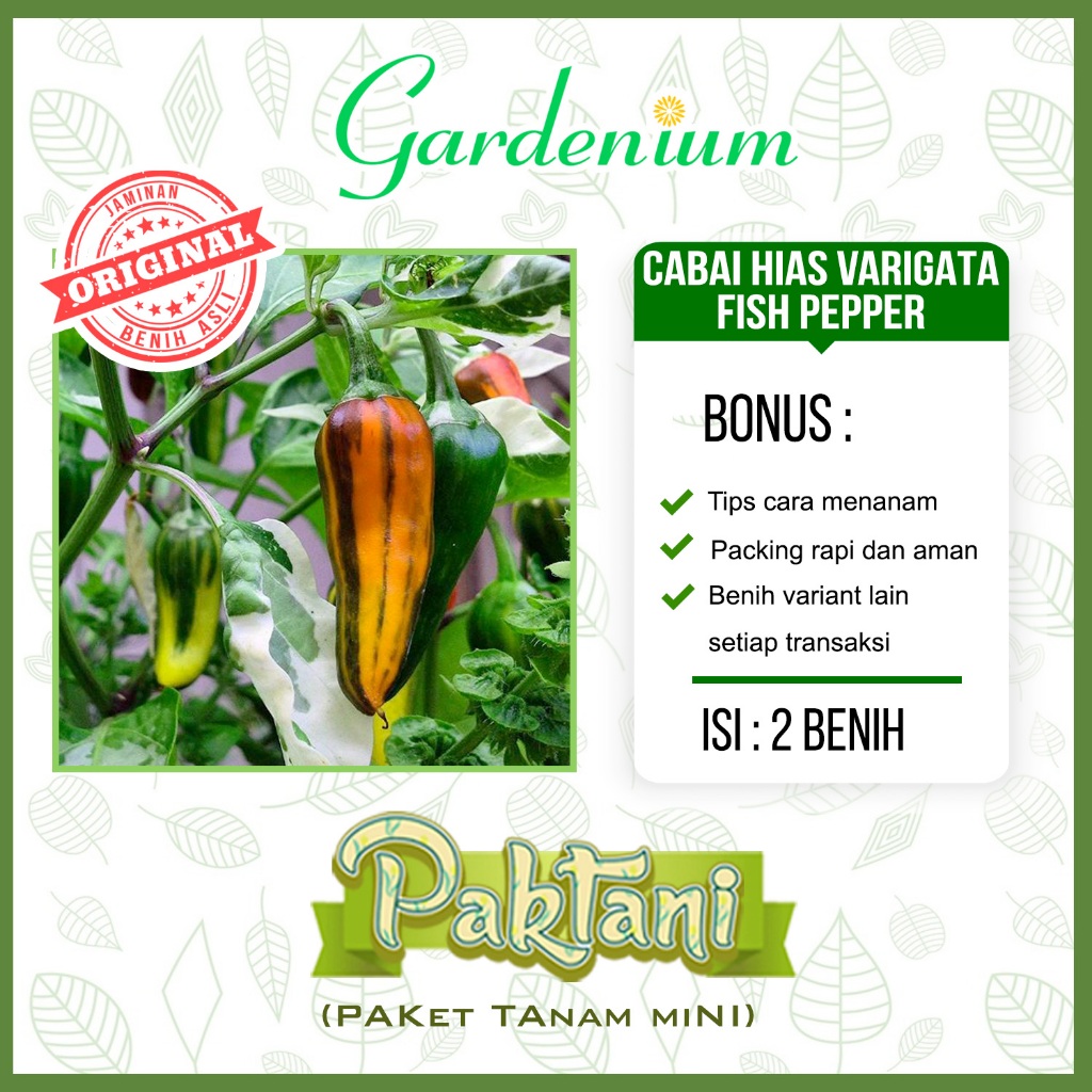 2 Benih Cabai Hias Varigata Fish Pepper Tanaman Cabe Ornamental Paktani