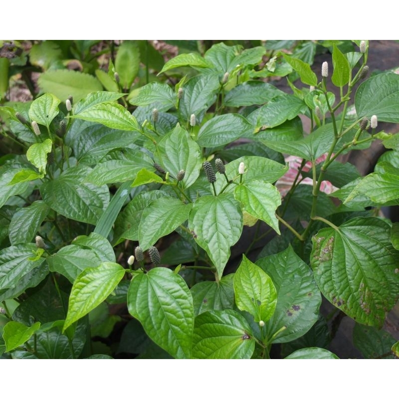 

daun sirih karuk herbal alami isi 200 gr reddy pres dan kering