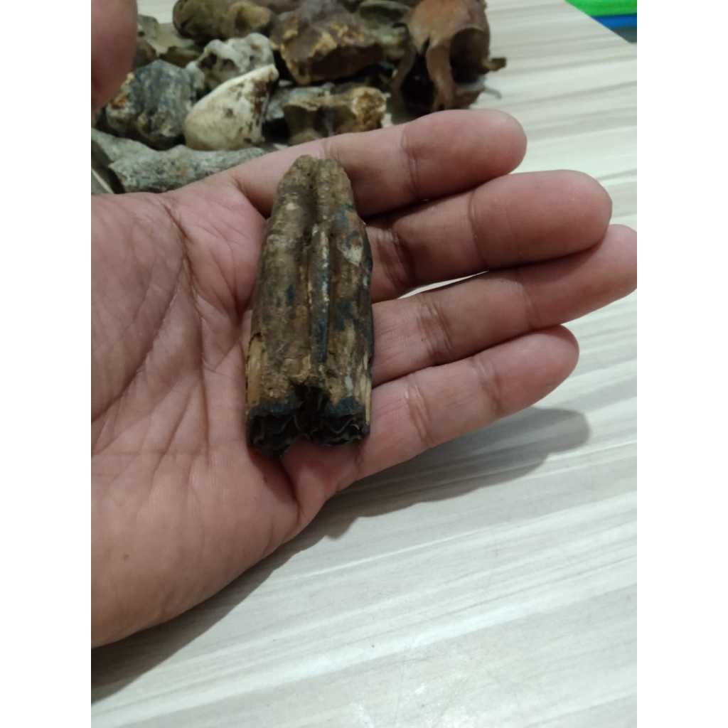 Fosil Gigi Kuno Jadul Antik