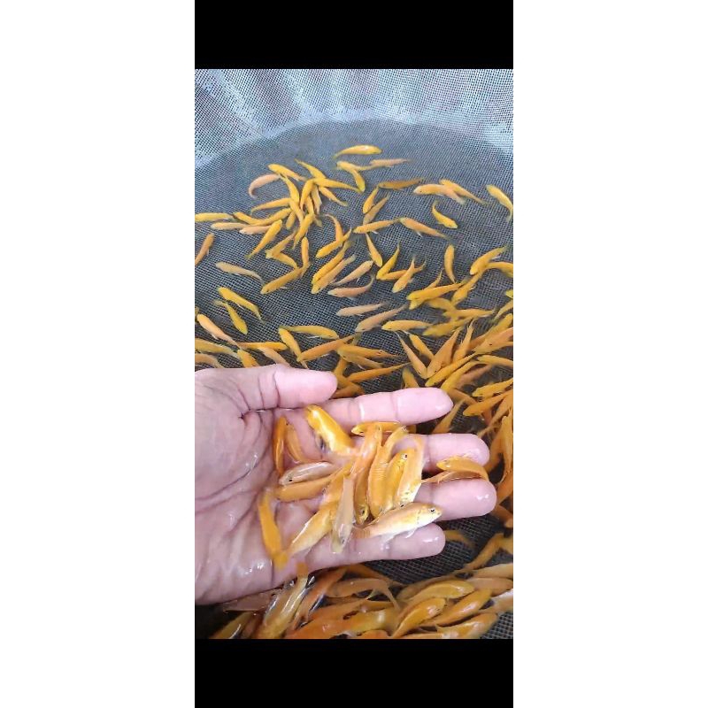 

lemon paket 15 ekor