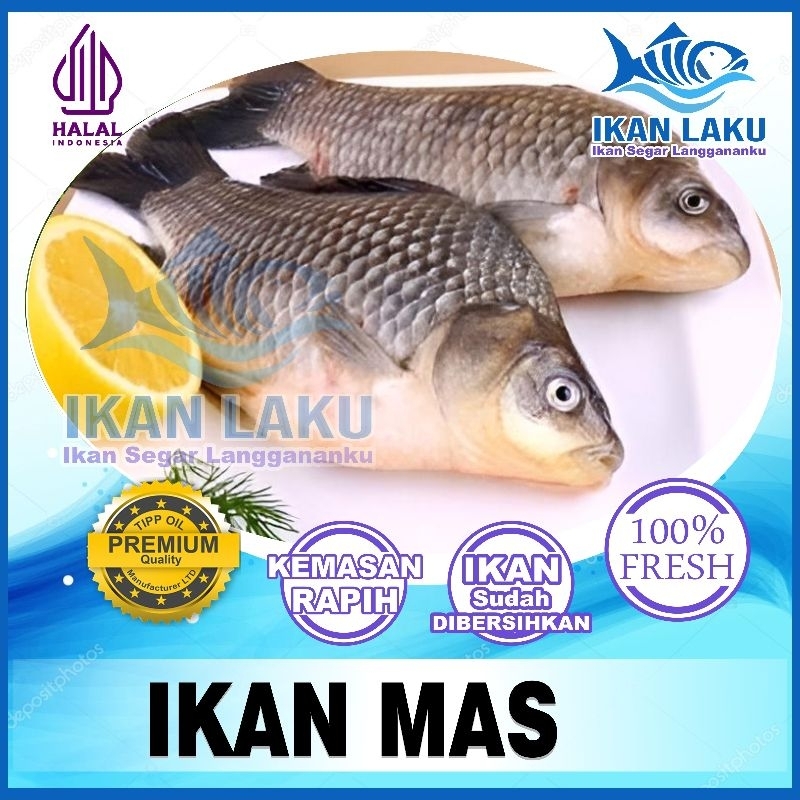 

IKAN MAS PREMIUM {CIKARANG-TAMBUN} FRESH TERMURAH BERGARANSI IKAN LAKU IKAN SEGAR IKAN BEKU