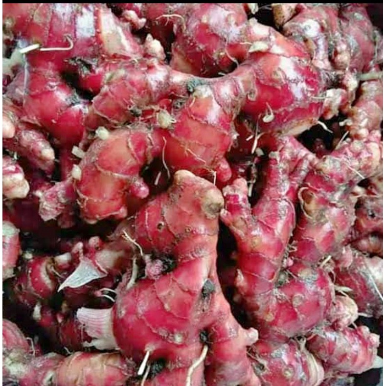 

Jahe Merah 100/250 gram KIRIM INSTANT