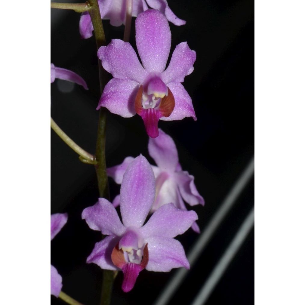 ART L8T Phalaeonopsis phulcerima import  anggrek Hybrid mini  doritis Hybrid knop spike