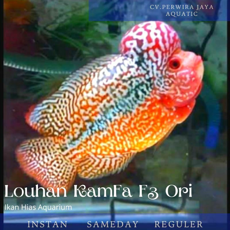 Louhan Kamfa F3 Ori Good Quality Two Tone Hiasan Aquarium