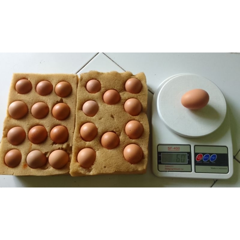 

Telur Tetas ayam Urawang F1