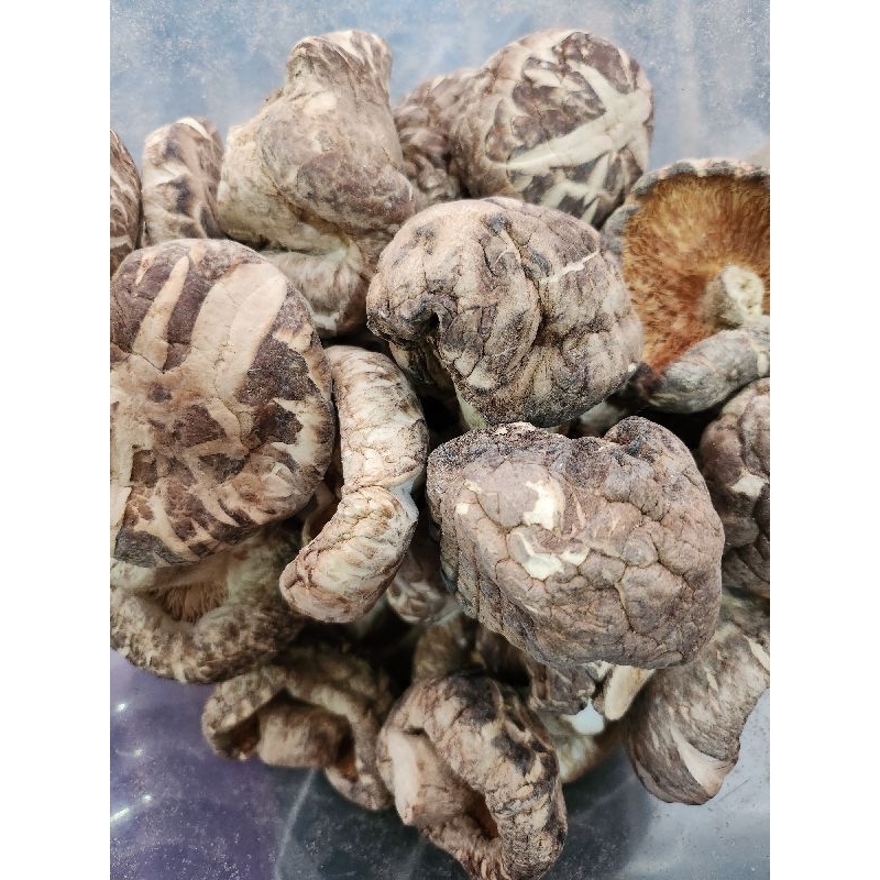 

Jamur Hioko Tebal per 50 gram