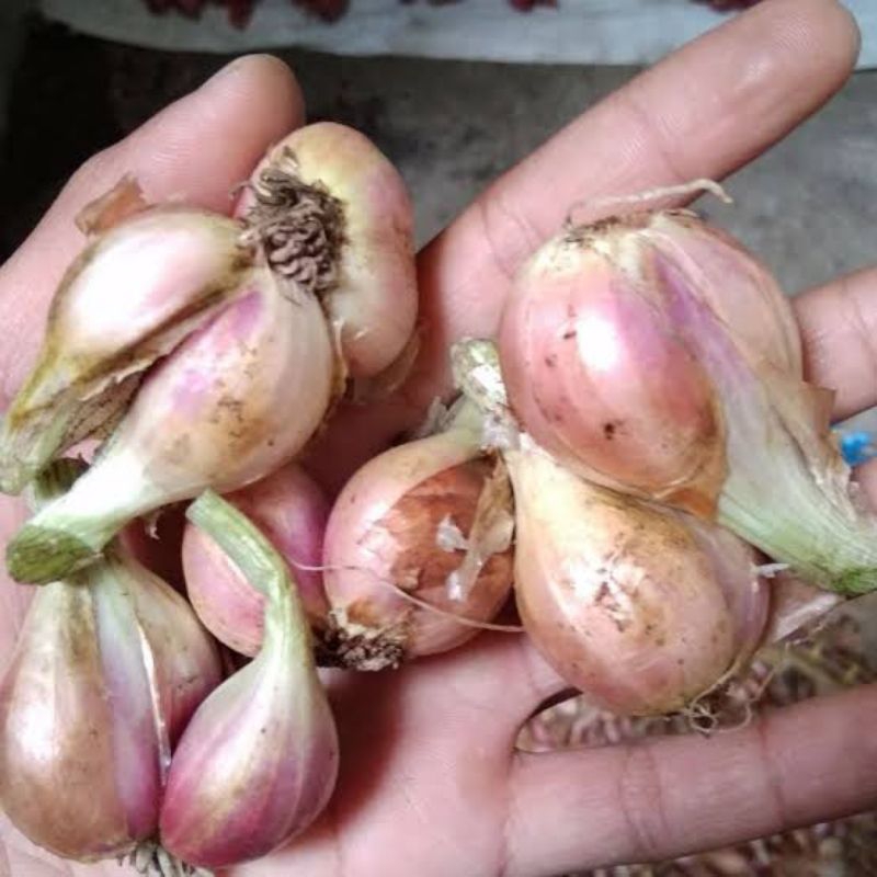 

Bawang Merah Sumenep Super Lokal 1Kg