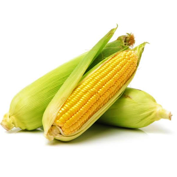 

Jagung manis Segar 1 pcs - Lapak Pesanan