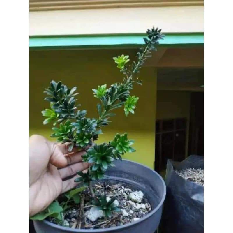 Bahan Bonsai Lohansung Mutiara