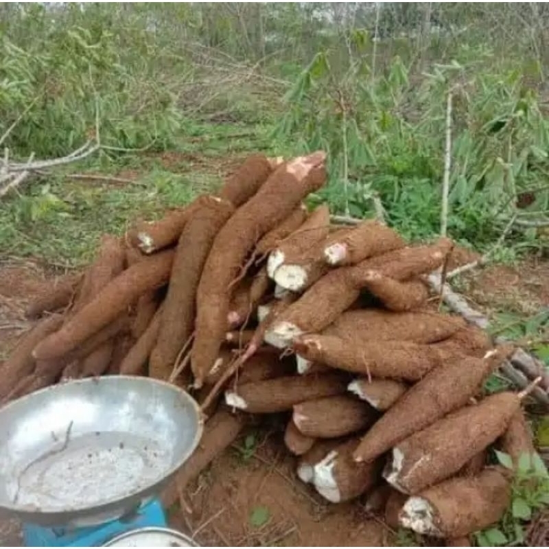 

singkong kulit merah empuk/pulen. 1kg 10.000