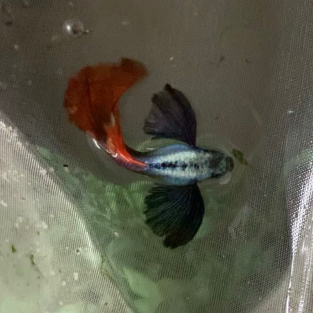 Guppy Platinum Red Tail Dumbo Ear (PRTDE)