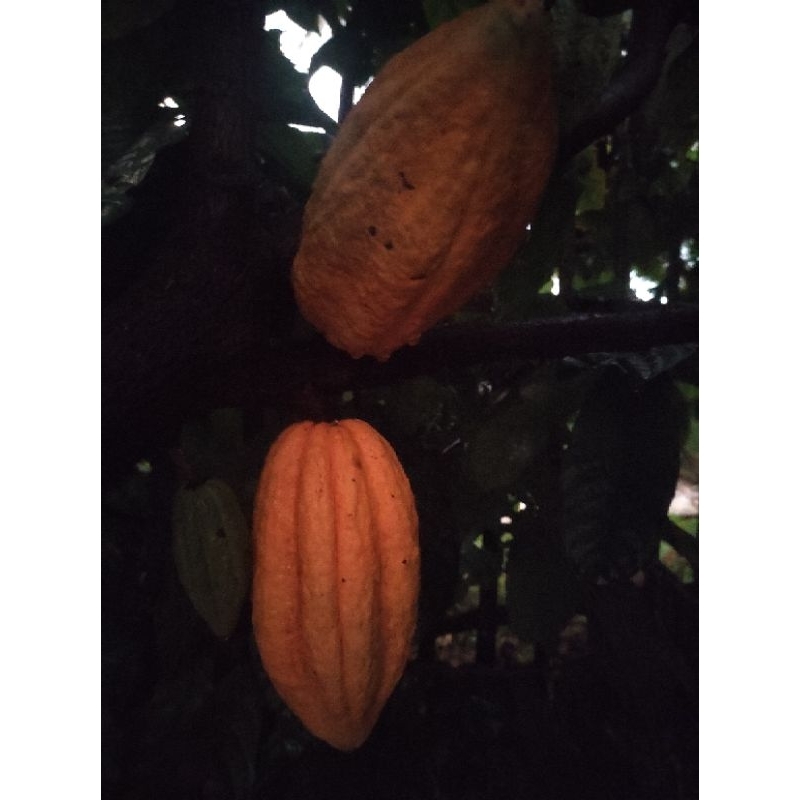 

BUAH KAKAO/COKLAT ORGANIK