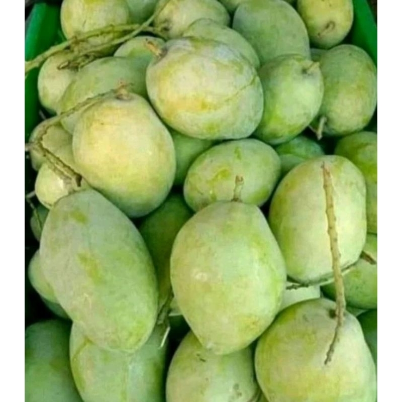 

buah mangga Indramayu/ mangga muda / mangga rujak