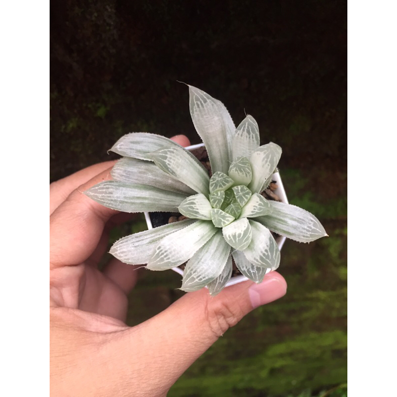 (14)Haworthia Cooperi Silver Swirl