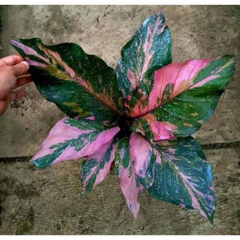 Koleksi Anthurium Hokery Varigata Pink / Hokeri Pink Daun 3 - 6 Bibitan Muncul Motif Varigata Pink