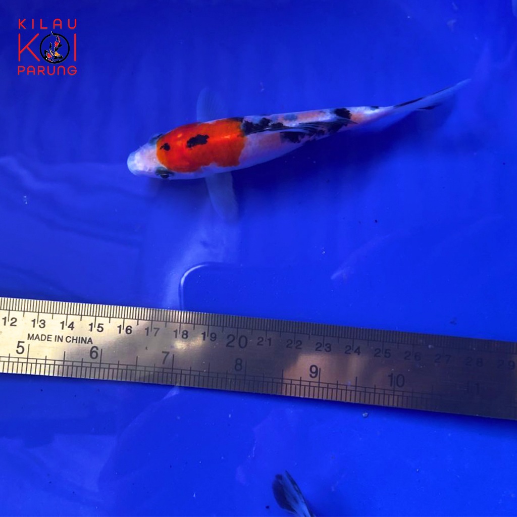 Bibit Ikan KOI Showa - Grade A Blitar (Paket isi 5 ekor) Ukuran 11-15 cm, Layak dibesarkan.
