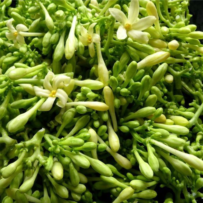 

BUNGA PEPAYA / KEMBANG PEPAYA