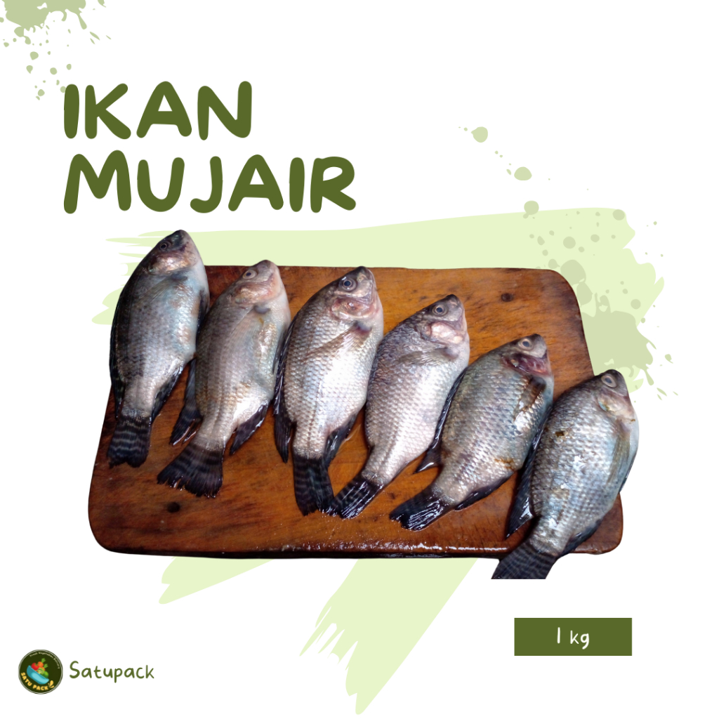

IKAN MUJAIR SEGAR - 1KG