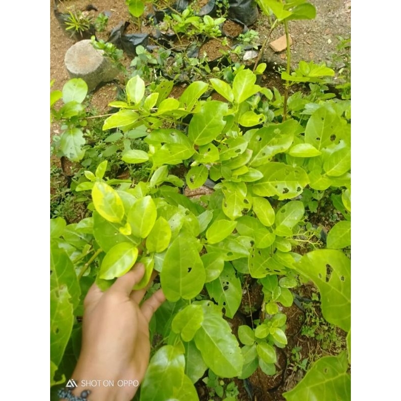 Bahan bonsai sancang jempolan -bahan prokar