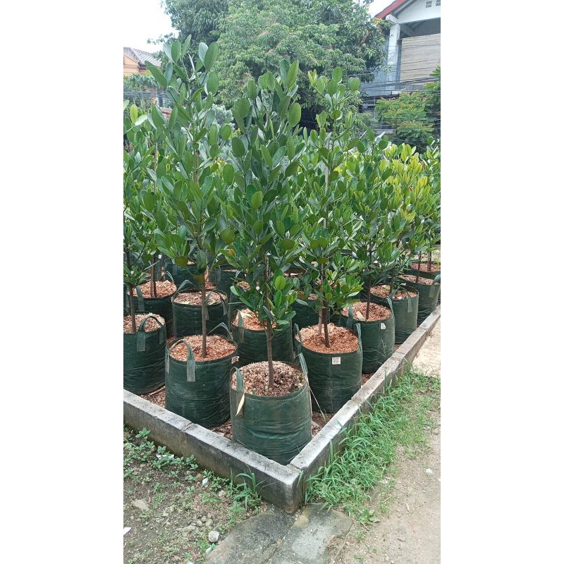 Pohon garcenia tinggi 1 meter murah