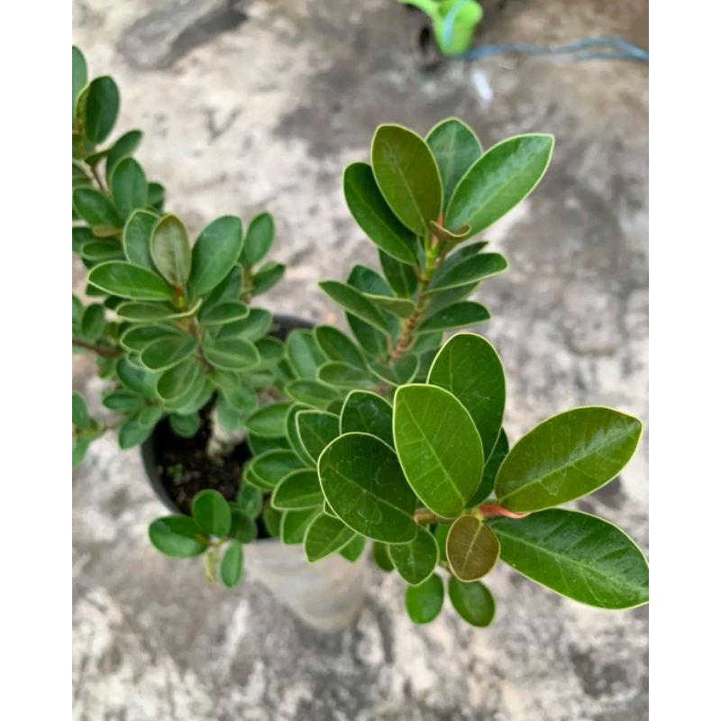 Bahan Bonsai Dolar Mangkok Micro Pupus Merah