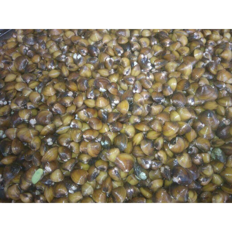 

haremis / remis / laya (1kg grosir) obat liver dsb