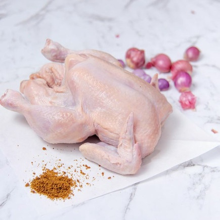 

SALE ayam broiler frozen 6 gramayam 67ayam potongayam murah