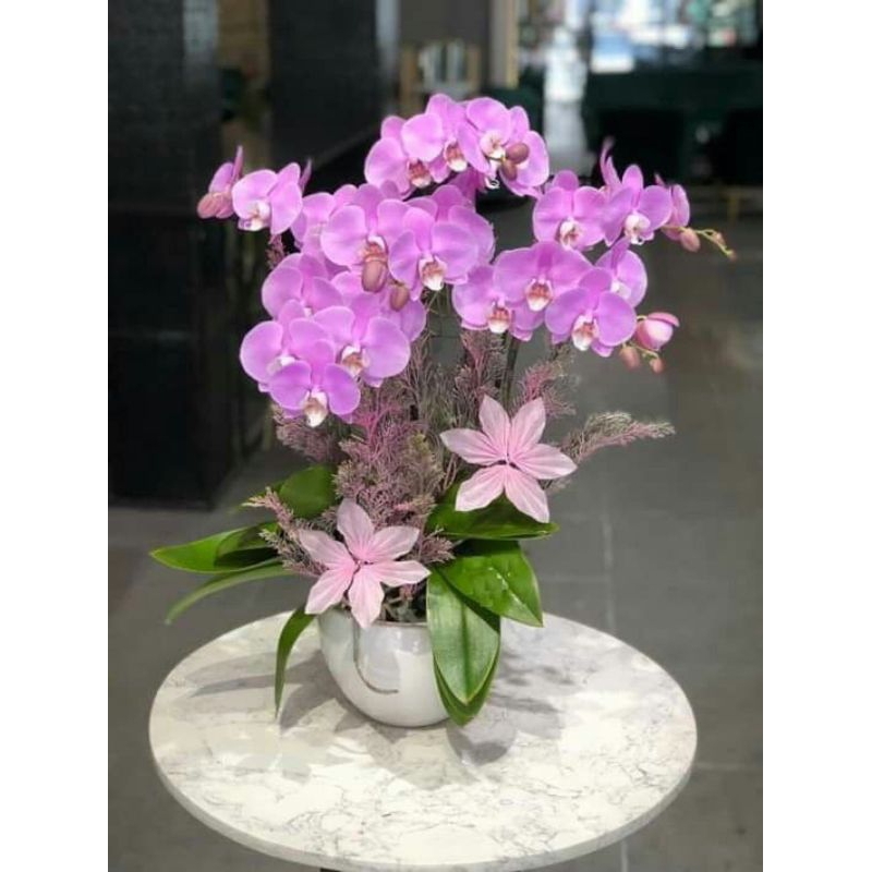 anggrek dendrobium dewasa sonia