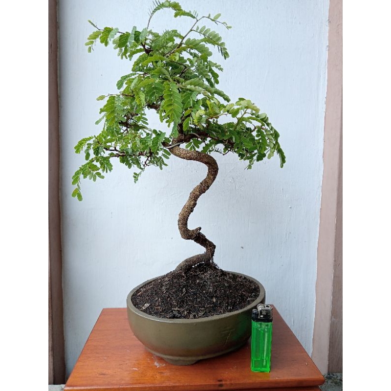 bonsai asem Jawa siap pajang