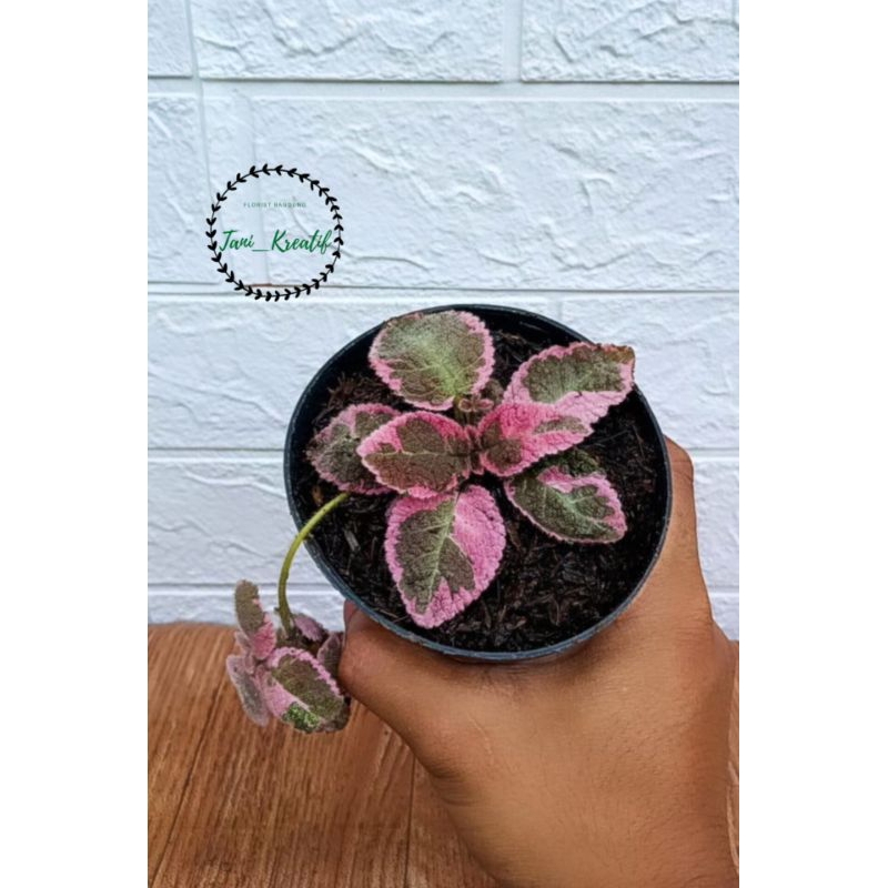 Episcia Pink Smoke bibit