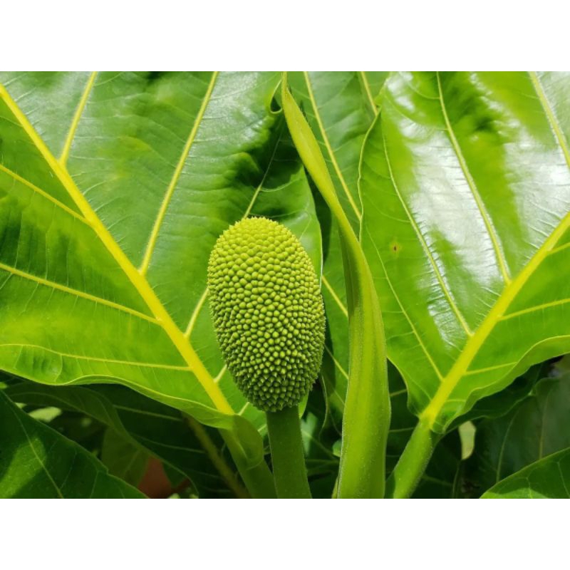 

DAUN SUKUN HERBAL SEJUTA MANFAAT