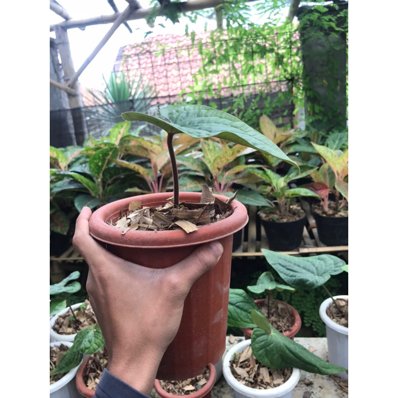 tanaman hias sirih hitam asli