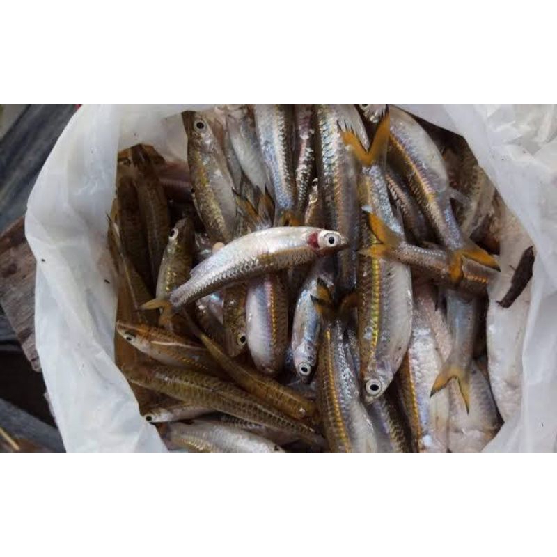 

Ikan Seluang Segar dan Beku 500gr