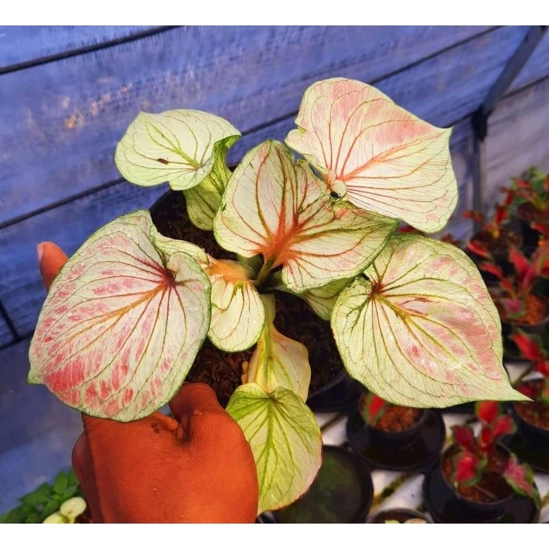 Caladium White Angel Tanaman Hias White Angel Tanaman Hias Keladi White Angel Murah Meriah white ang