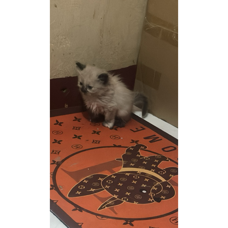 ragdoll kitten