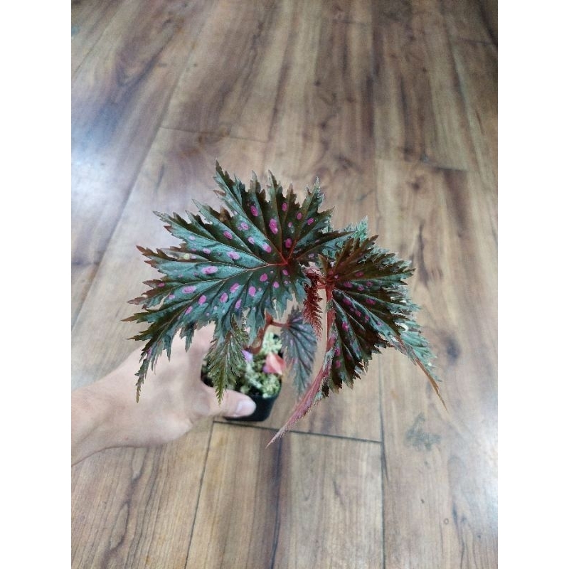 begonia sp nabire papua