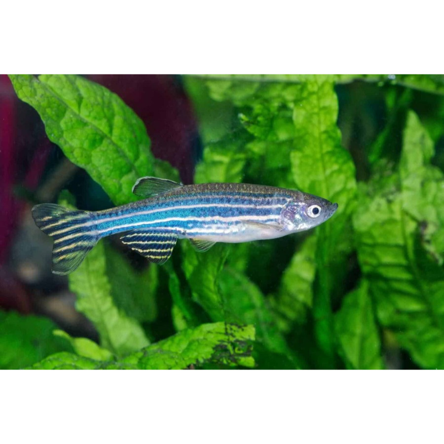 Ikan Zebra Danio Blue (Zebra Fish) | Ikan Hias Air Tawar