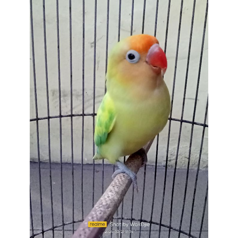 [Instant] Lovebird Parblue pied