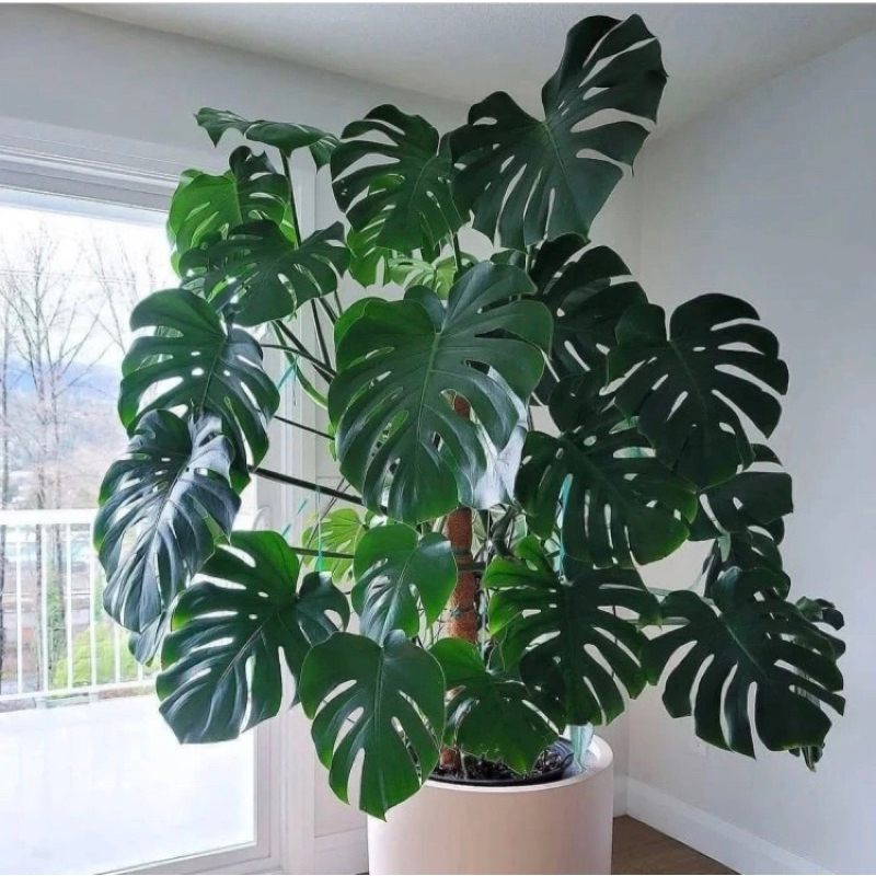 Tanaman Hias Monstera Deliciosa King - Tanaman Hias Monstera King deliciosa